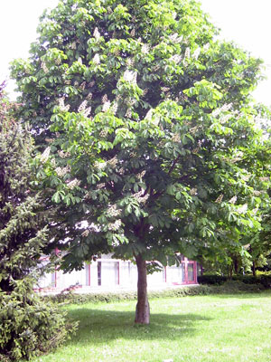 Baum 2